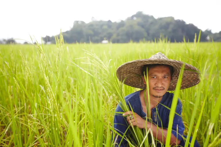 farmer-in-rice-paddy-holding-sheaves-of-rice