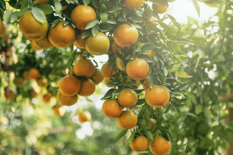 ripe-oranges-hanging-on-tree-branch-in-sunlight