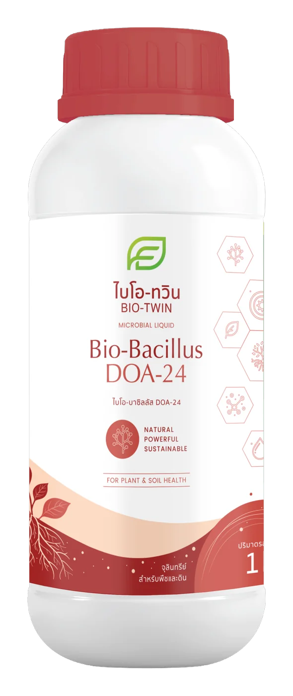 Bacillus Subtilis DOA-24
