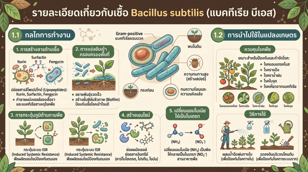 Bacillus subtilis กลไกและการใช้งาน
