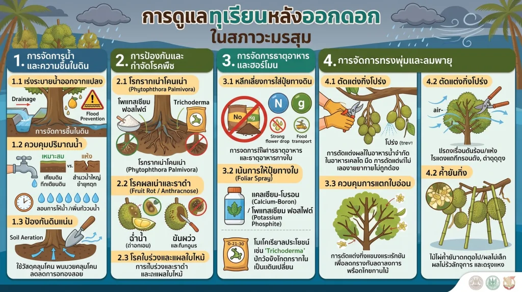 การดูแลทุเรียนหลังออกดอกในสภาวะมรสุม