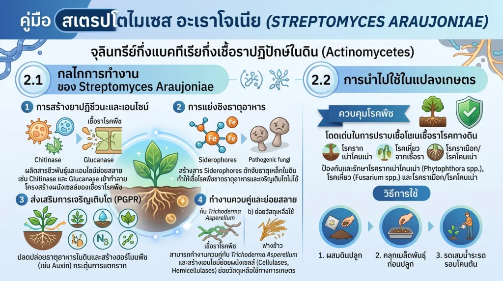 Streptomyces araujoniae กลไกและการใช้งาน